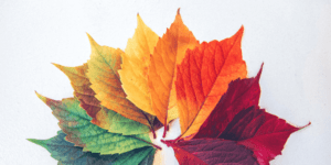 A fan-shaped arrangement of leaves in a gradient from green to yellow, orange, and red, displayed on a white background—are you making the most of the biggest seasons on Pinterest with vibrant visuals like this?.